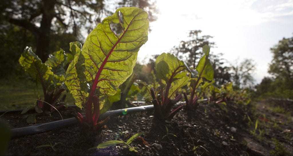 Raising Urban Greens